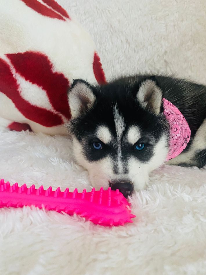 A husky puppy laying on a blanket next to a pink toy