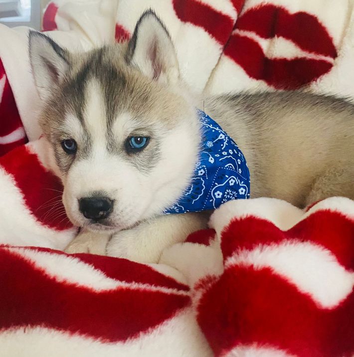 A husky puppy wearing a blue bandana is laying on a red and white blanket