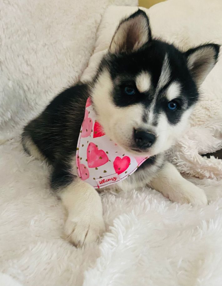 A husky puppy wearing a bandana with hearts on it is laying on a couch.