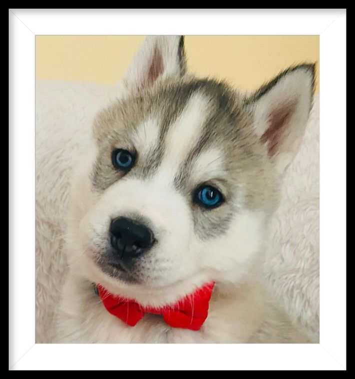 A husky puppy wearing a red bow tie