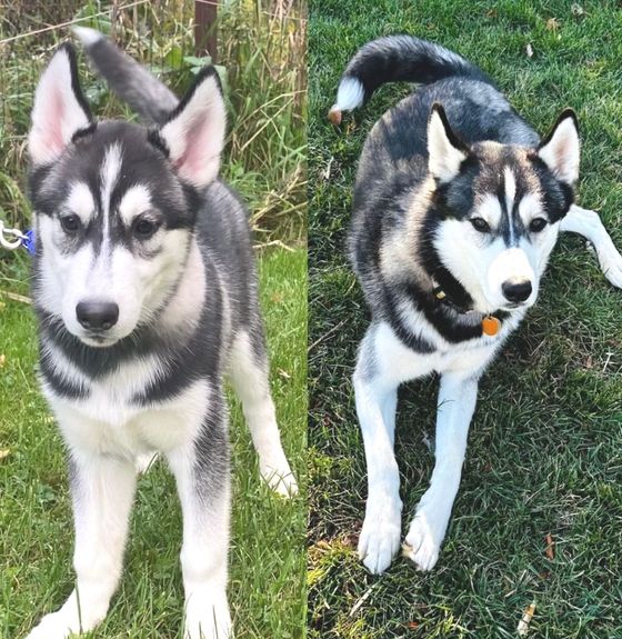 Two husky puppies are standing next to each other in the grass