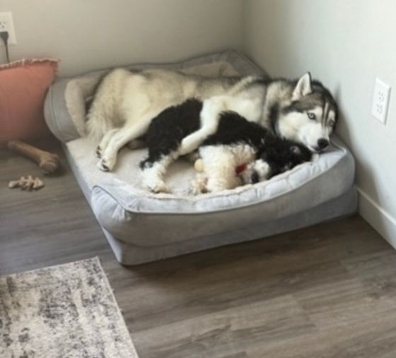 Two husky dogs are laying on a dog bed