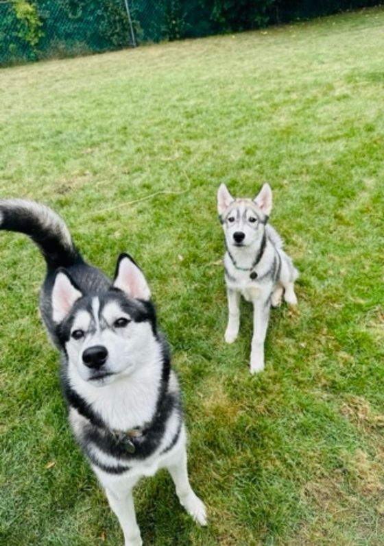 Two husky puppies are standing next to each other in a grassy field.
