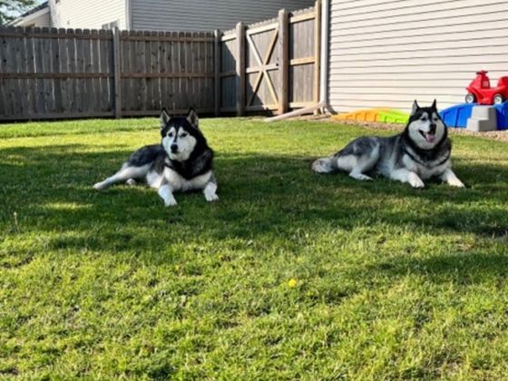 Two husky dogs are laying in the grass in a backyard.