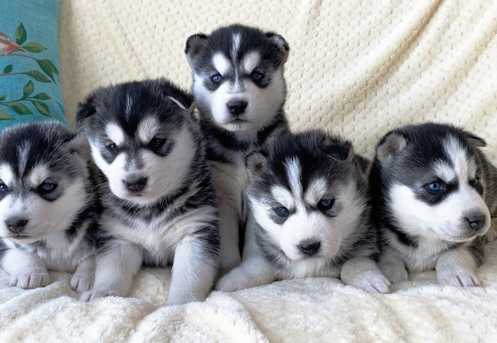 A group of husky puppies are sitting on a bed.