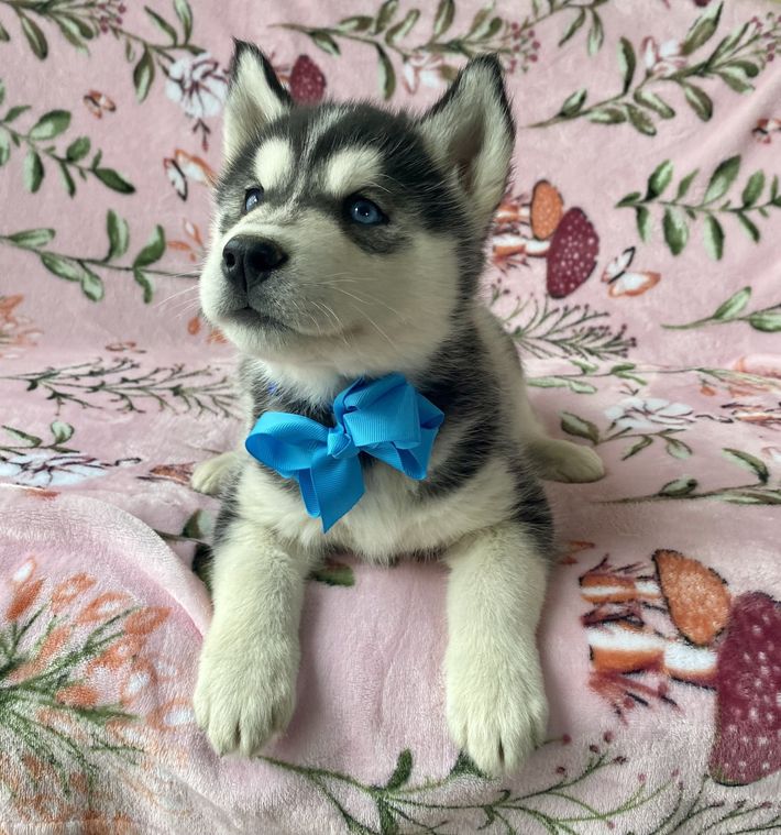 A husky puppy wearing a blue bow tie is laying on a pink blanket.