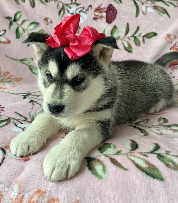A husky puppy with a red bow on its head is laying on a pink blanket.