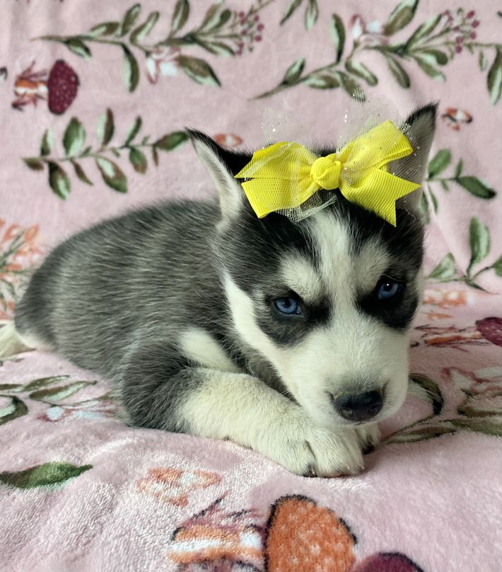 A husky puppy wearing a yellow bow is laying on a pink blanket.