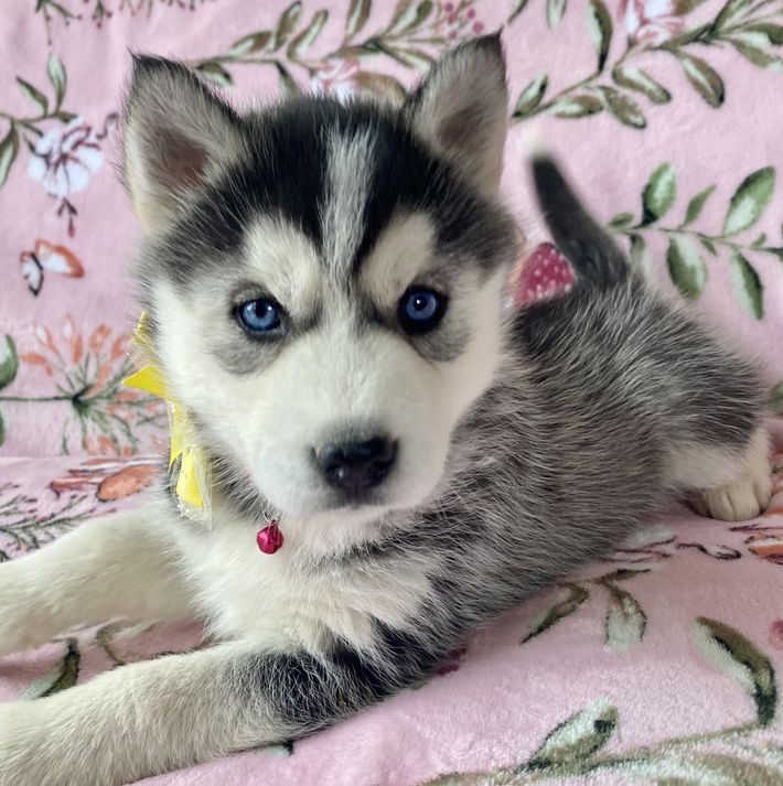 A husky puppy with blue eyes is laying on a pink blanket.