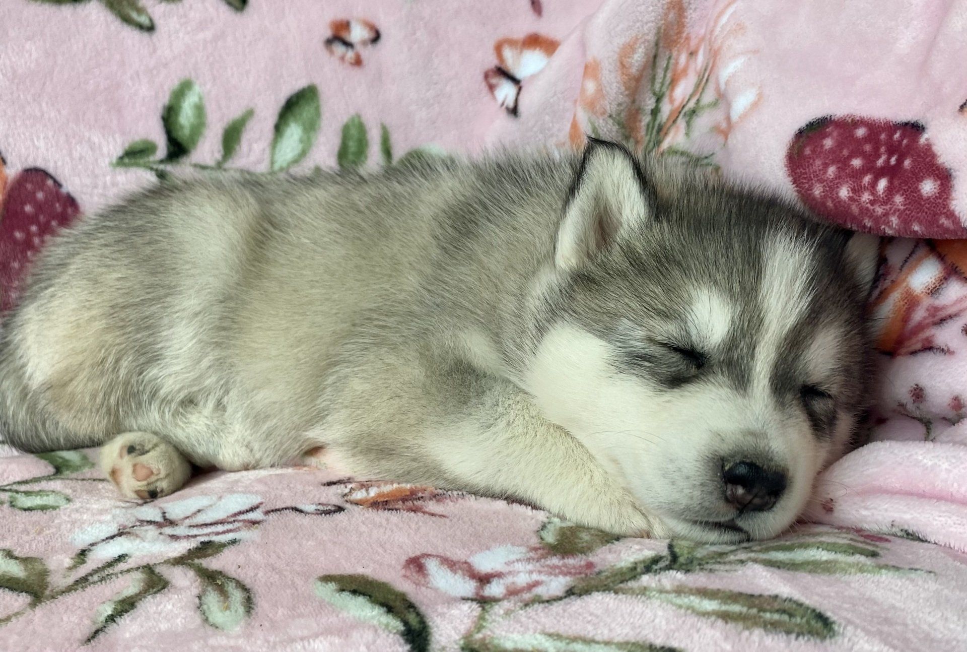 Midwest Country Siberians Fur Baby 
