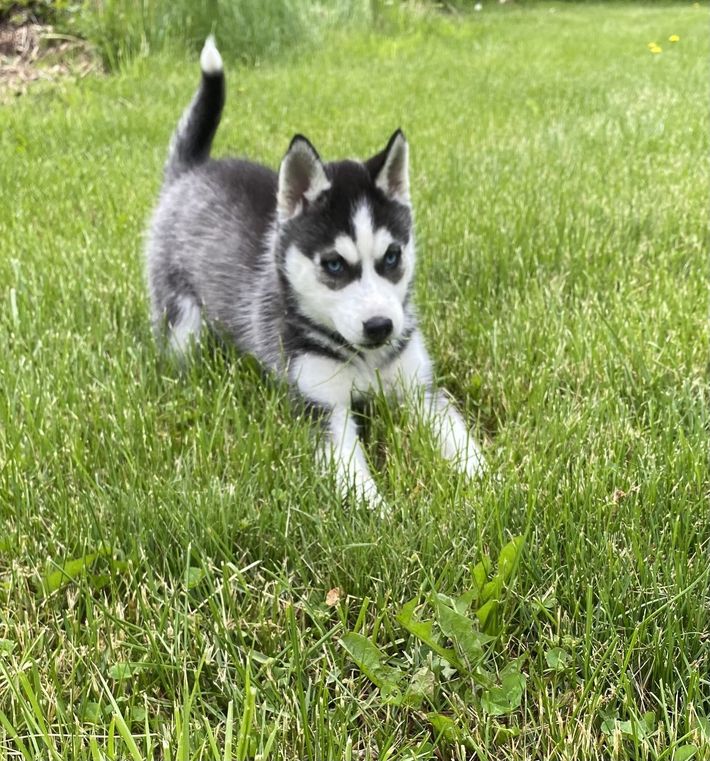 A husky puppy is standing in the grass.