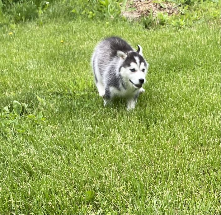 A husky puppy is running in the grass.