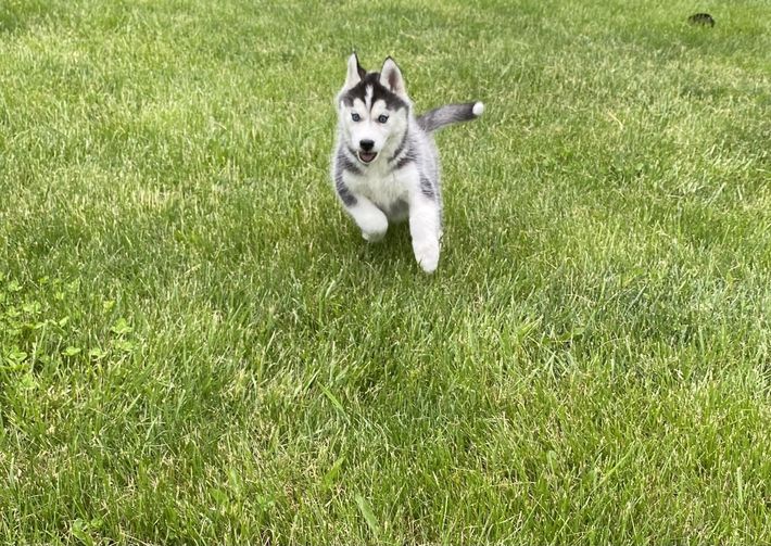 A husky puppy is running in the grass.