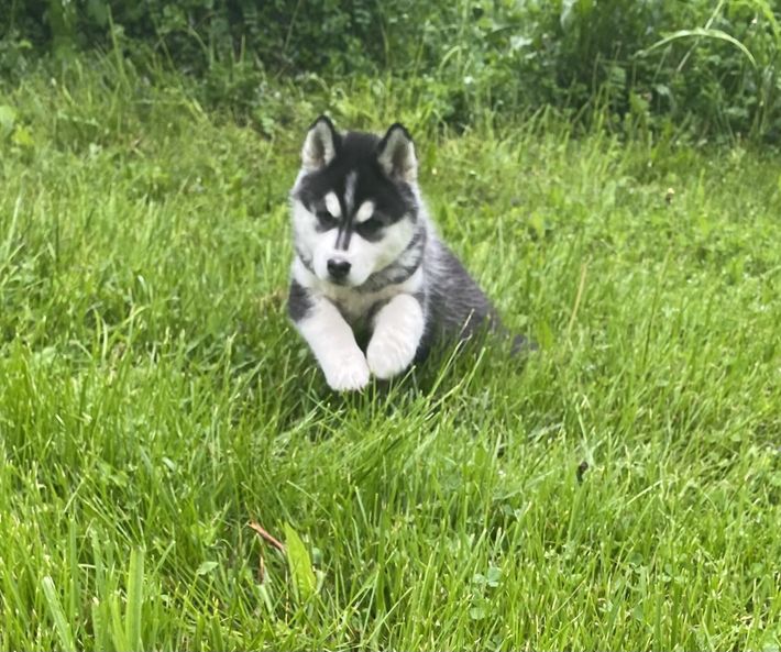 A husky puppy is running in the grass.