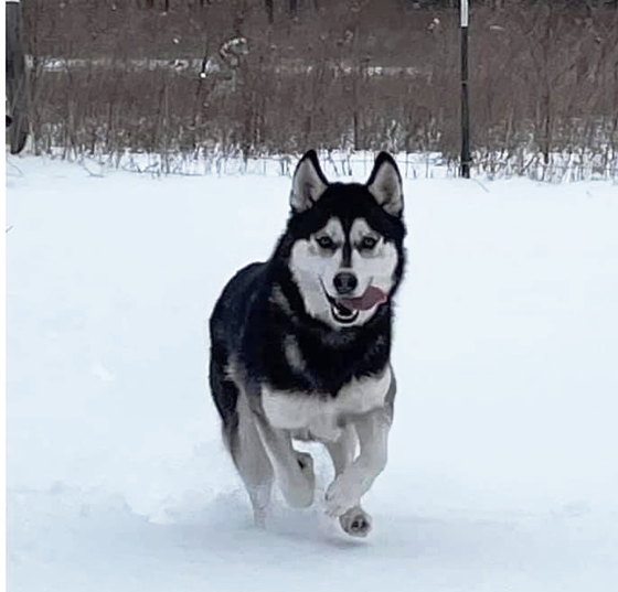 A husky dog is running in the snow with its tongue hanging out.