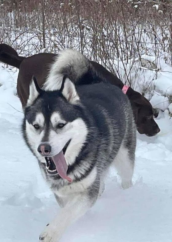 A husky dog is running in the snow with its tongue hanging out.