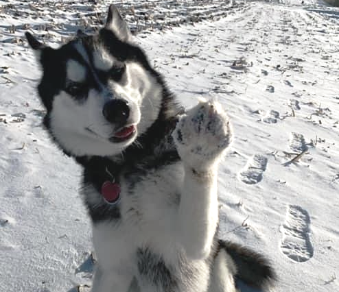 A husky dog is sitting in the snow with its paw up.