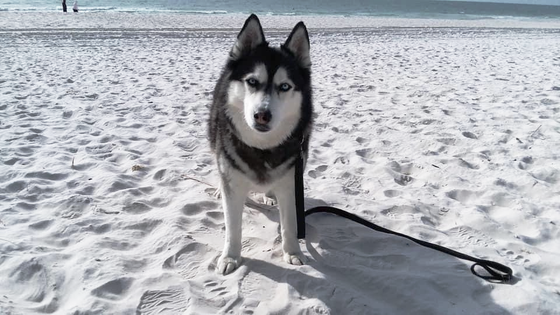 A husky dog is standing on a beach on a leash.