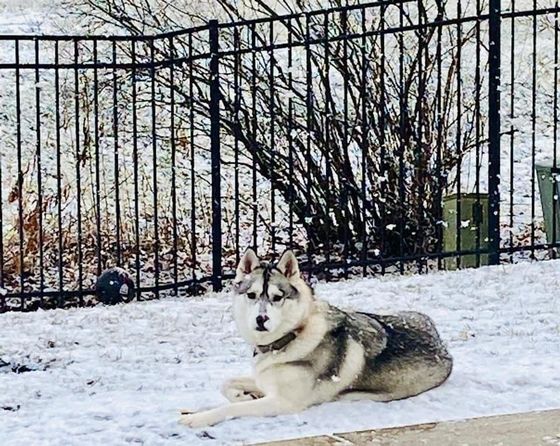 A husky dog is laying in the snow in front of a fence.