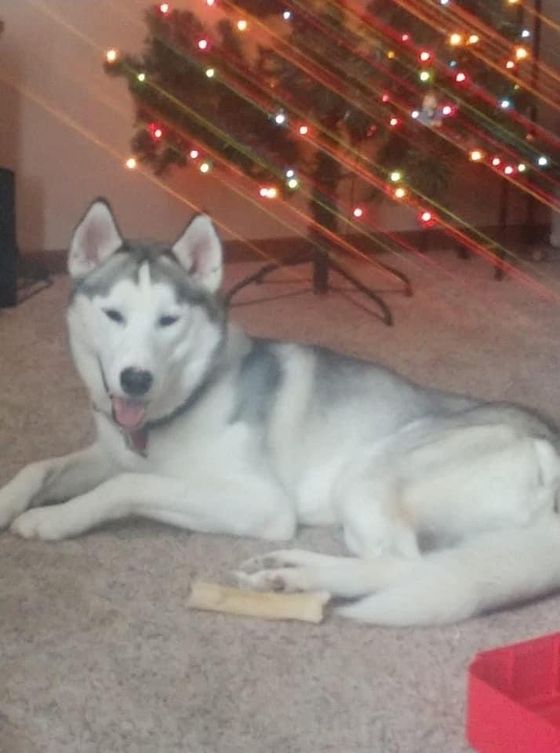 A husky dog is laying on the floor in front of a christmas tree.
