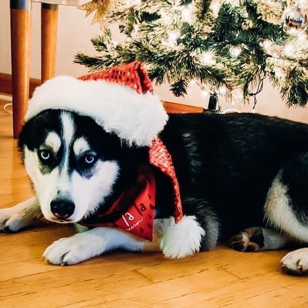 A husky dog wearing a santa hat and a bandana with the number 13 on it