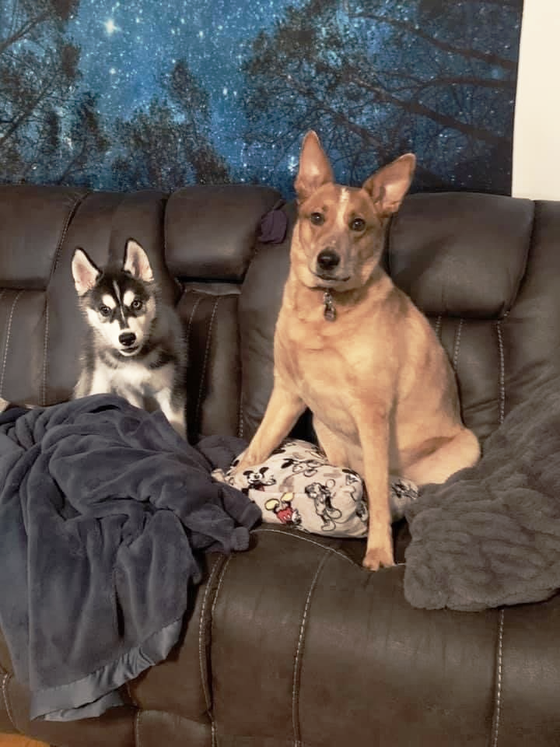 Two dogs are sitting on a couch next to each other.