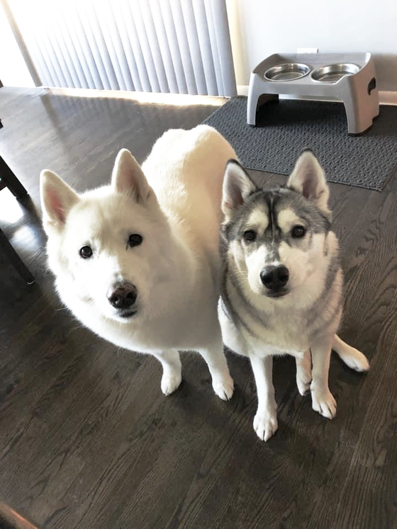 Two husky dogs are standing next to each other on a wooden floor.