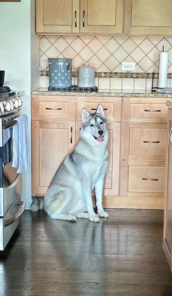 A husky dog is sitting in a kitchen next to a stove.