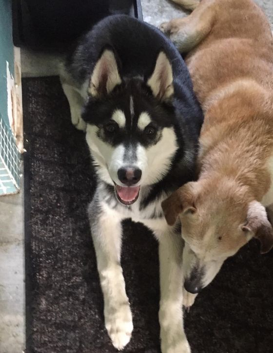 A husky puppy is laying next to two other dogs.