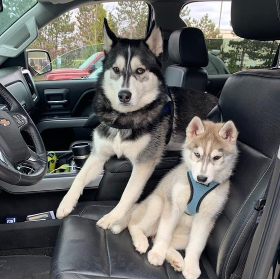 Two husky dogs are sitting in the back seat of a car