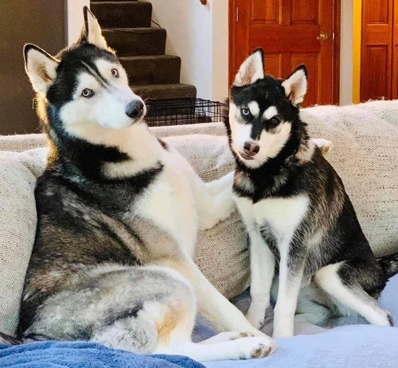 Two husky dogs are sitting on a couch looking at the camera
