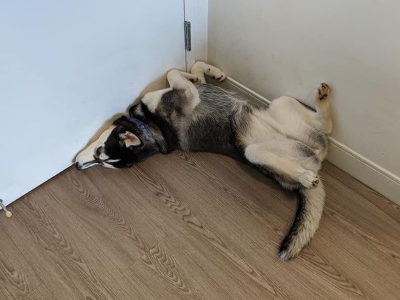 A husky dog is laying on its back in the corner of a room.