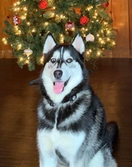 Thor Bear our past Midwest Country Siberian Puppy