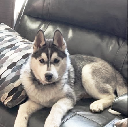 A husky puppy is laying on a couch next to a pillow.