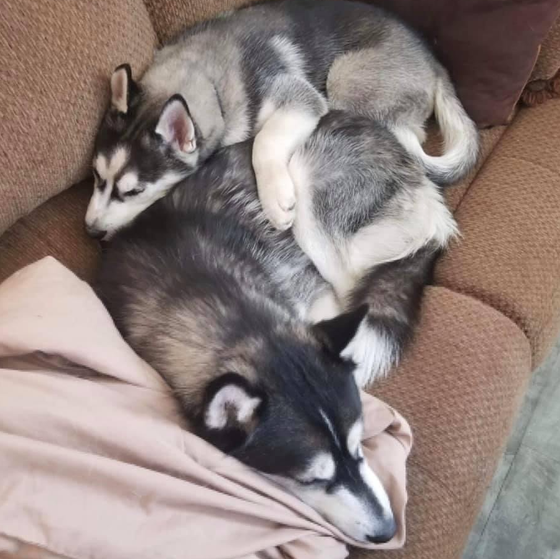 Two husky dogs are sleeping on a couch.