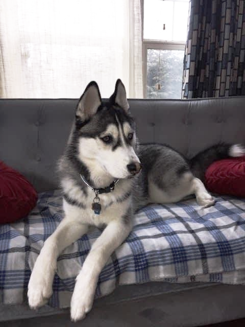 A husky dog is laying on a couch looking at the camera
