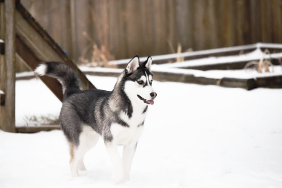 A husky dog is standing in the snow in front of a wooden fence.