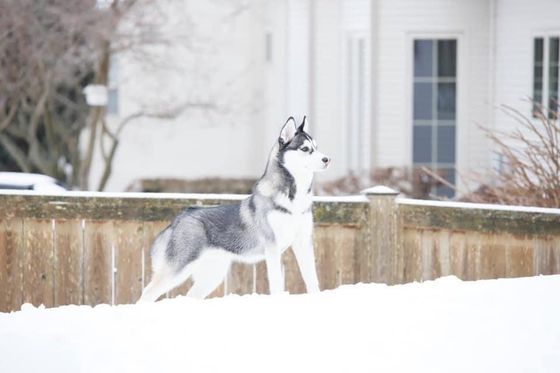 A husky dog is standing in the snow next to a wooden fence.