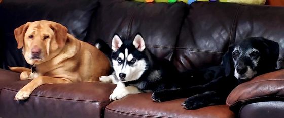 Three dogs are laying on a leather couch.