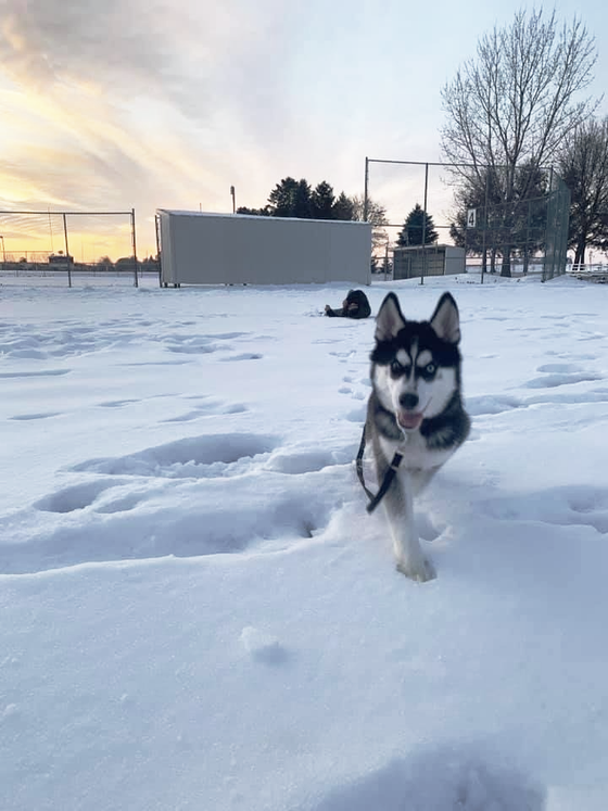 A husky dog is running through the snow in a field.