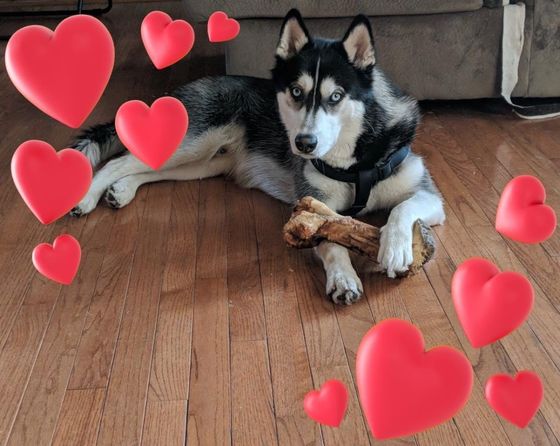 A husky dog is laying on the floor holding a bone surrounded by red hearts.