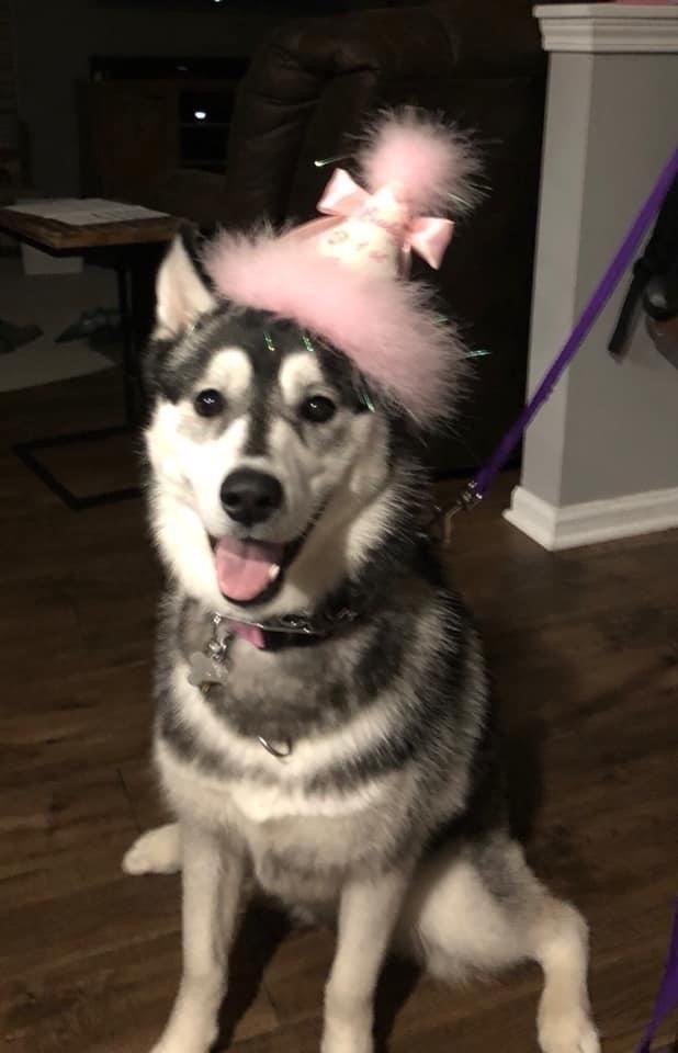 A husky dog wearing a pink hat is sitting on the floor.