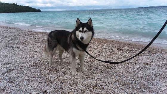 A husky dog is standing on a beach on a leash.