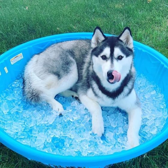A husky dog is laying in a blue bowl of ice.