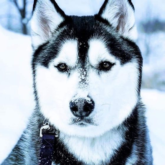 A close up of a husky dog in the snow