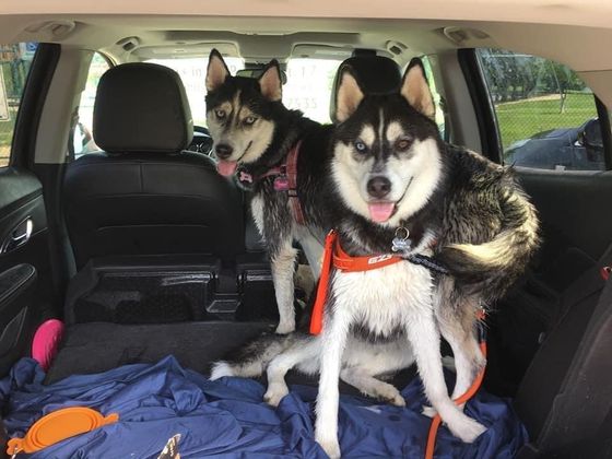 Three husky dogs are sitting in the back of a car.