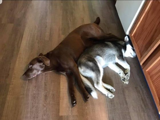 A brown dog and a husky dog are laying on the floor