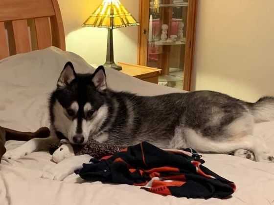 A husky dog laying on a bed next to a lamp