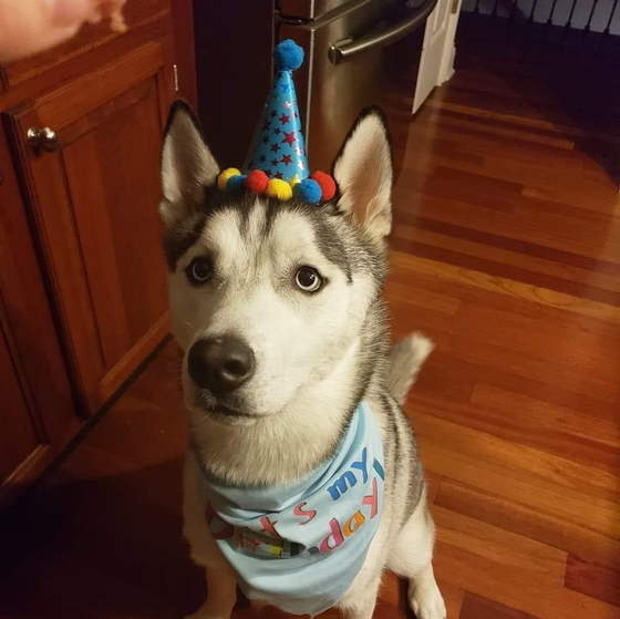A husky dog wearing a birthday hat and scarf