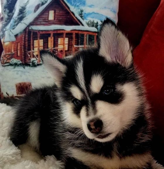 A husky puppy is laying on a couch next to a pillow with a picture of a house on it.